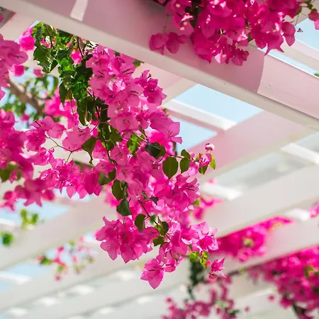 酒店 尼西公园酒店